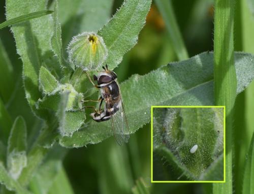 Réf. 247 127 : Scaeva pyrastri
